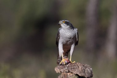 Avcılık Avrasya çakır kuşu