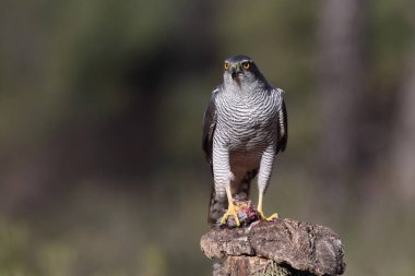 Avcılık Avrasya çakır kuşu