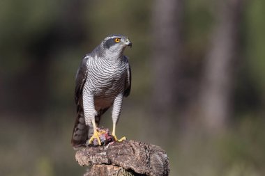 Avcılık Avrasya çakır kuşu