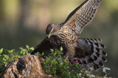 Avcılık Avrasya çakır kuşu