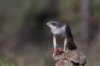 Avcılık Avrasya çakır kuşu