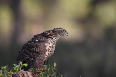 Avcılık Avrasya çakır kuşu