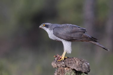 Avcılık Avrasya çakır kuşu