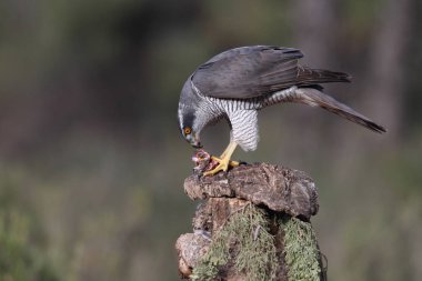 Avcılık Avrasya çakır kuşu