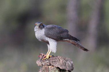 Avcılık Avrasya çakır kuşu