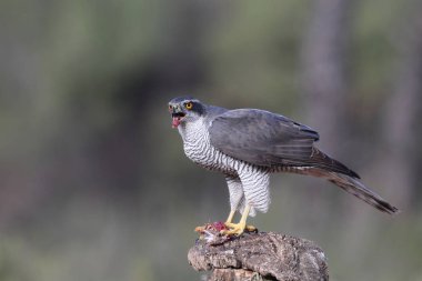 Avcılık Avrasya çakır kuşu