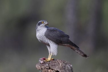 Avcılık Avrasya çakır kuşu