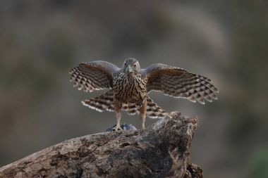 Avcılık Avrasya çakır kuşu