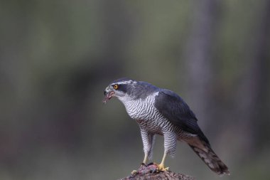 Avcılık Avrasya çakır kuşu