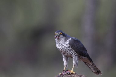 Avcılık Avrasya çakır kuşu