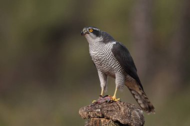 Avcılık Avrasya çakır kuşu