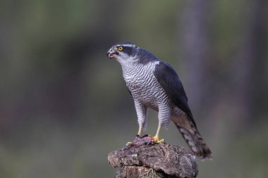 Avcılık Avrasya çakır kuşu