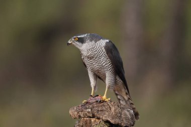 Avcılık Avrasya çakır kuşu