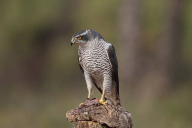 Avcılık Avrasya çakır kuşu