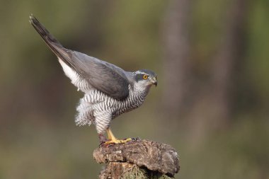 Avcılık Avrasya çakır kuşu