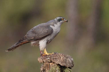 Avcılık Avrasya çakır kuşu