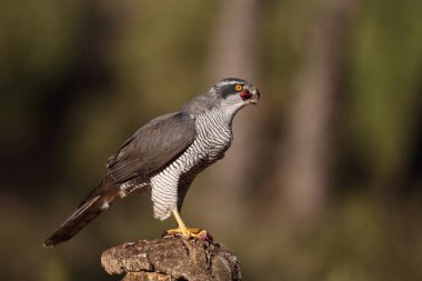 Avcılık Avrasya çakır kuşu