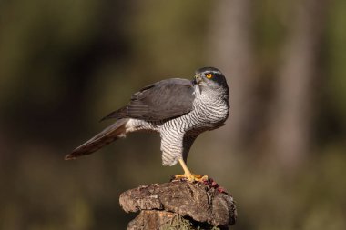 Avcılık Avrasya çakır kuşu