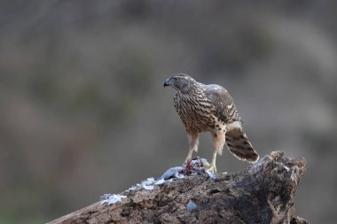 Avcılık Avrasya çakır kuşu