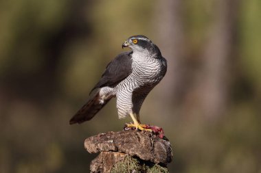 Avcılık Avrasya çakır kuşu