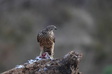 Avcılık Avrasya çakır kuşu