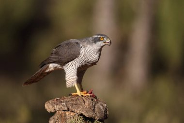 Avcılık Avrasya çakır kuşu