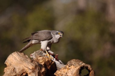 Avcılık Avrasya çakır kuşu