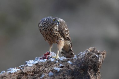 Avcılık Avrasya çakır kuşu