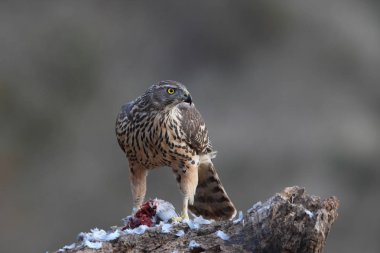 Avcılık Avrasya çakır kuşu