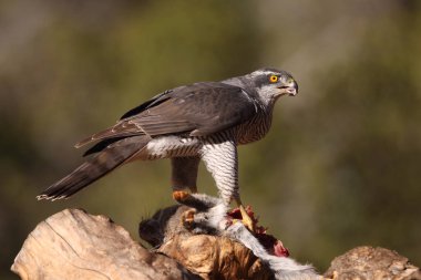 Avcılık Avrasya çakır kuşu