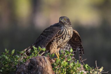 Avcılık Avrasya çakır kuşu