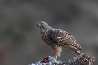 Avcılık Avrasya çakır kuşu