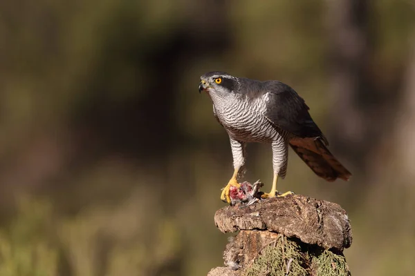 Jakt eurasiska duvhök — Stockfoto