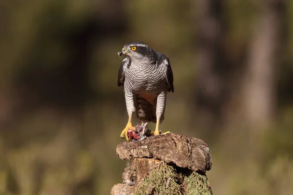 Lov euroasijské goshawk — Stock fotografie