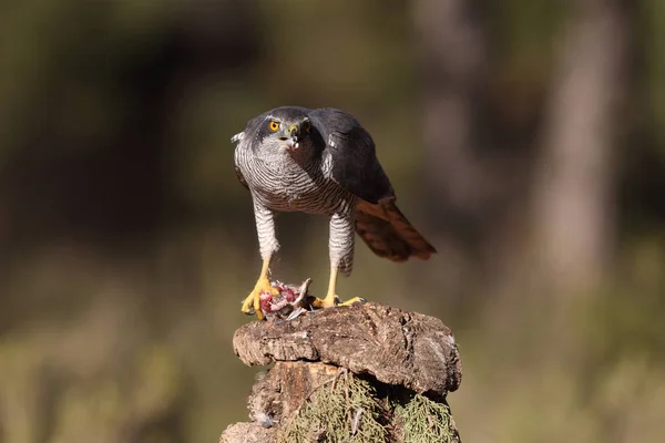 Євразійська goshawk полювання — стокове фото