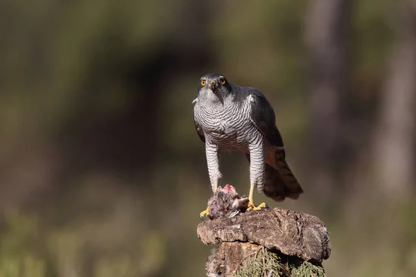 Євразійська goshawk полювання — стокове фото