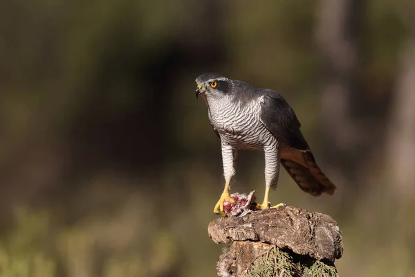 Євразійська goshawk полювання — стокове фото