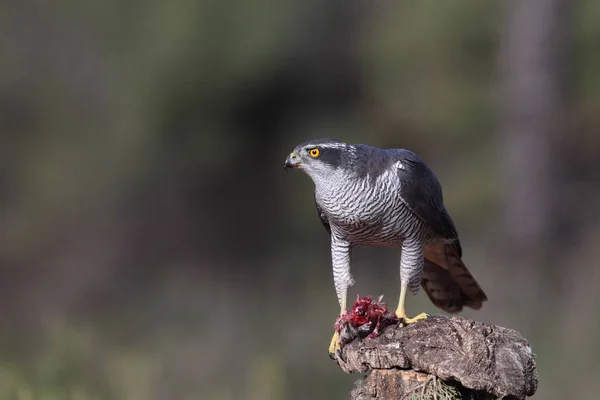 Євразійська goshawk полювання — стокове фото