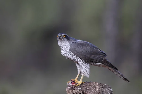 Jakt eurasiska duvhök — Stockfoto