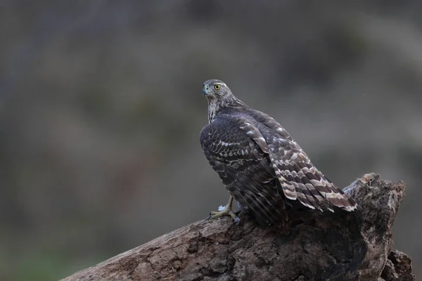 Jagd auf eurasischen Habicht — Stockfoto