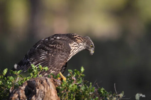 Chasse eurasiatique Autour des palombes — Photo