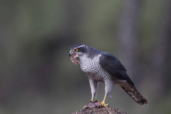 Євразійська goshawk полювання — стокове фото