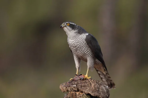 Євразійська goshawk полювання — стокове фото