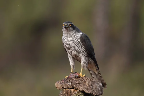 Caccia eurasiatico goshawk — Foto Stock