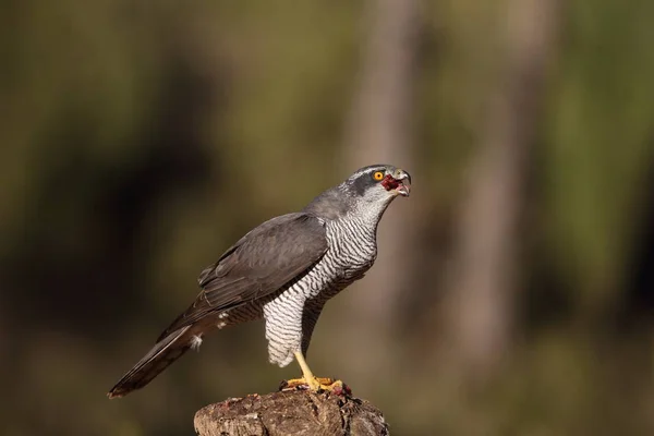 Євразійська goshawk полювання — стокове фото