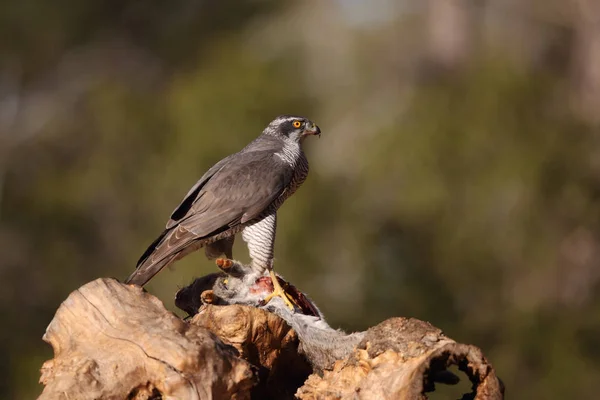 Hunting eurasian goshawk — Stock Photo, Image