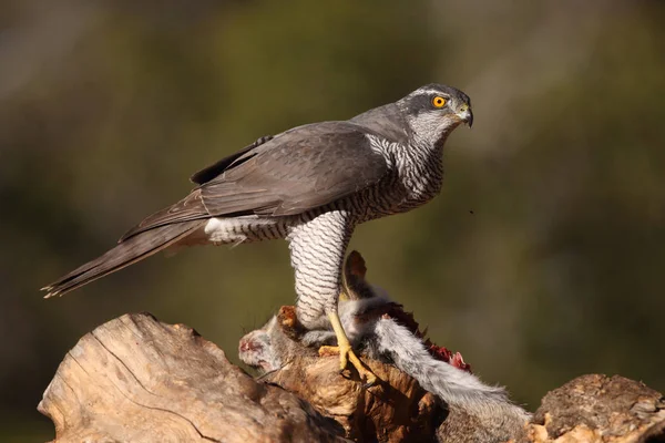 Lov euroasijské goshawk — Stock fotografie