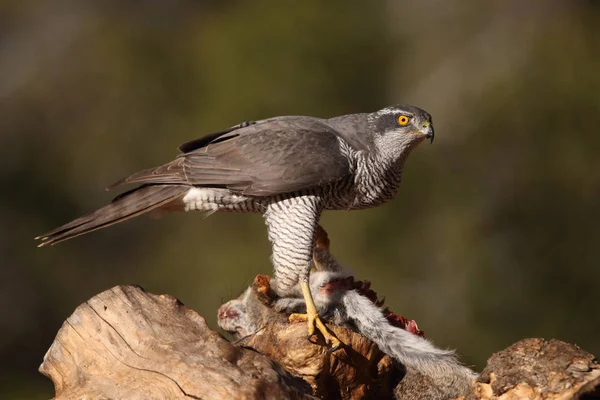 Caça eurasian goshawk — Fotografia de Stock