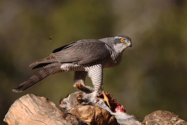 Jagd auf eurasischen Habicht — Stockfoto