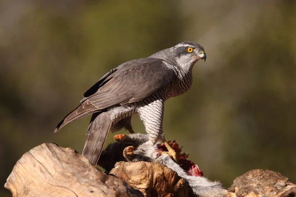 Caça eurasian goshawk — Fotografia de Stock